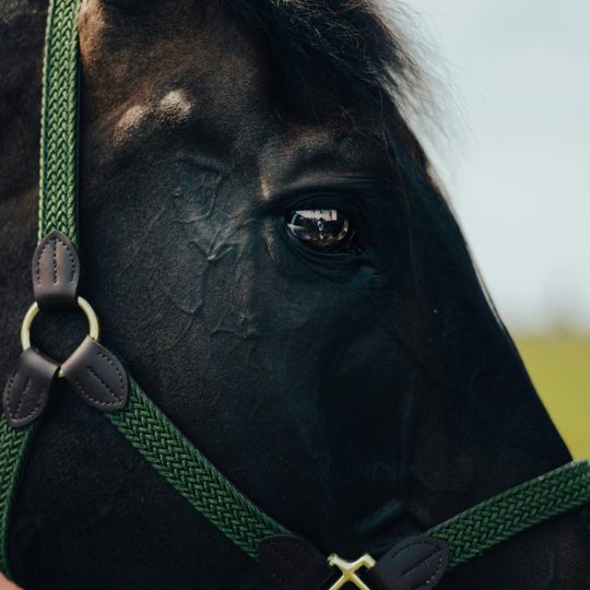 Pferdegestütztes Coaching